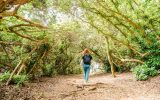 Passage sous les bois