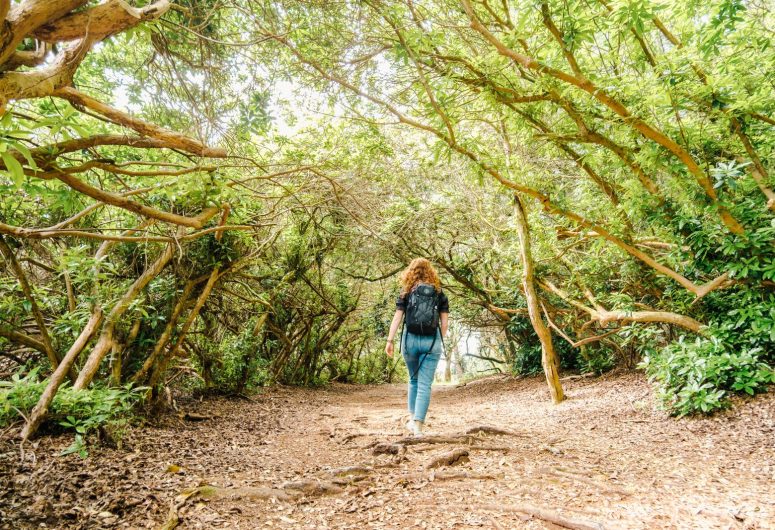 Passage sous les bois