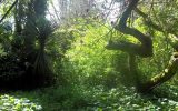 Jardin exotique de l’île Tristan – Douarnenez – 29