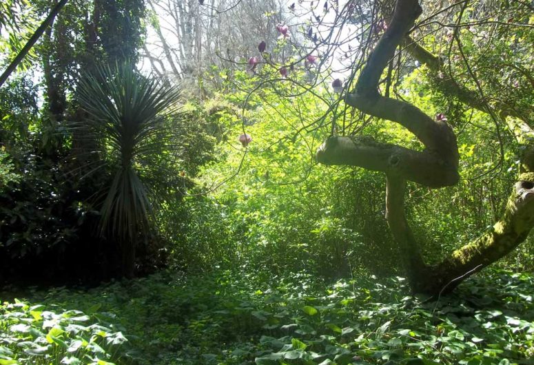 Jardin exotique de l’île Tristan – Douarnenez – 29