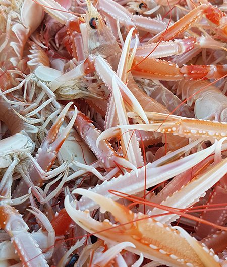 Fête de la langoustine – Plobannalec-Lesconil – Pays Bigouden – Bigoudenjoy