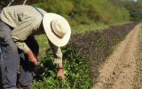 Visite guidée – Tisanes et Herbes Ker héol – Tréogat – Pays Bigouden