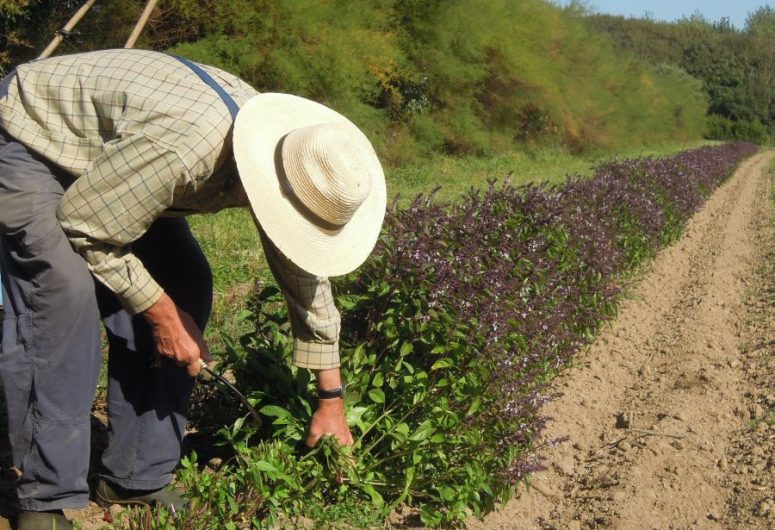 Visite guidée – Tisanes et Herbes Ker héol – Tréogat – Pays Bigouden